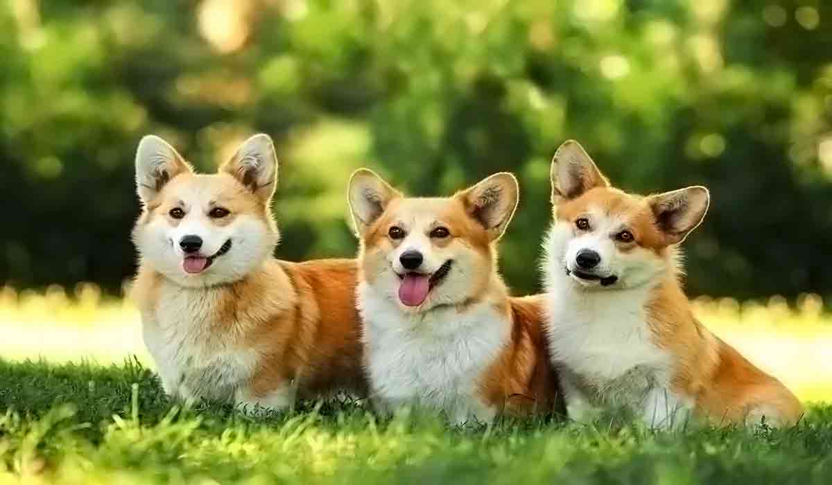 电话呼叫软件